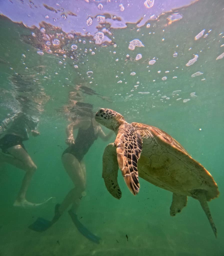 Swimmers observing sea turtle in crystal clear water