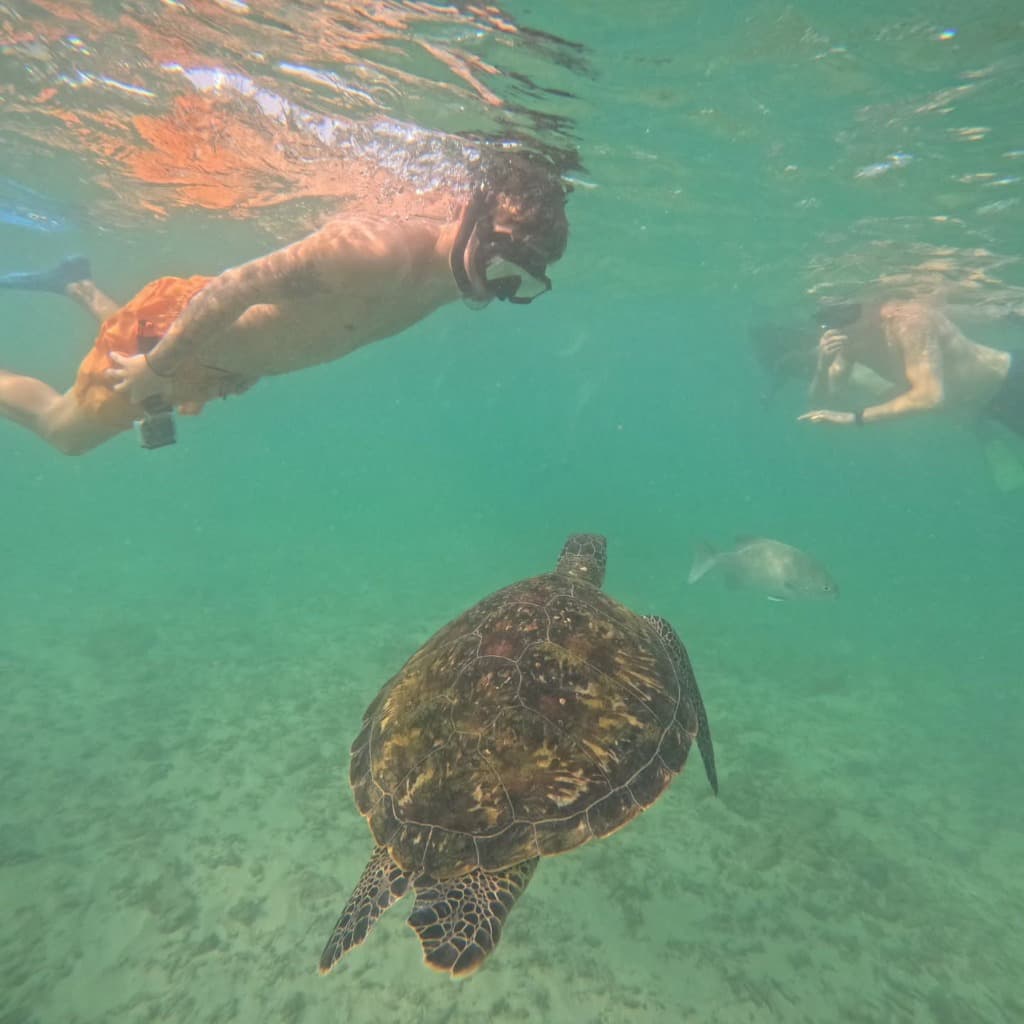 Green sea turtle swimming gracefully above reef