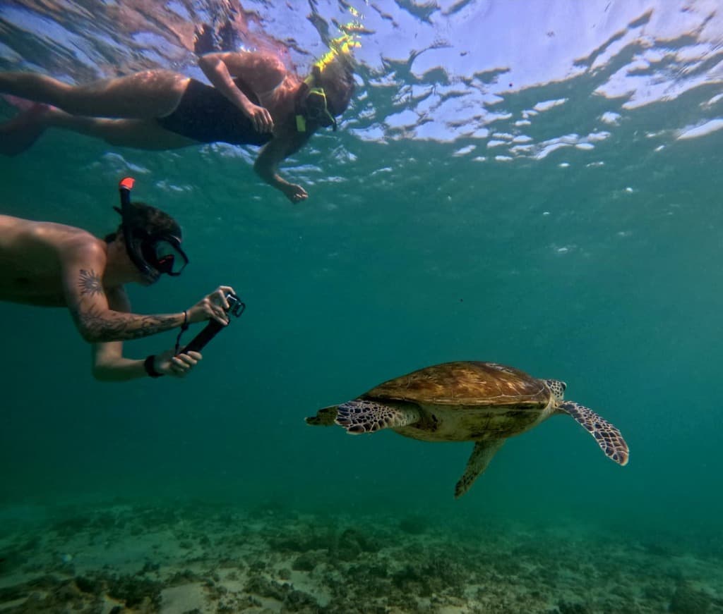 Snorkeler filming sea turtle with action camera