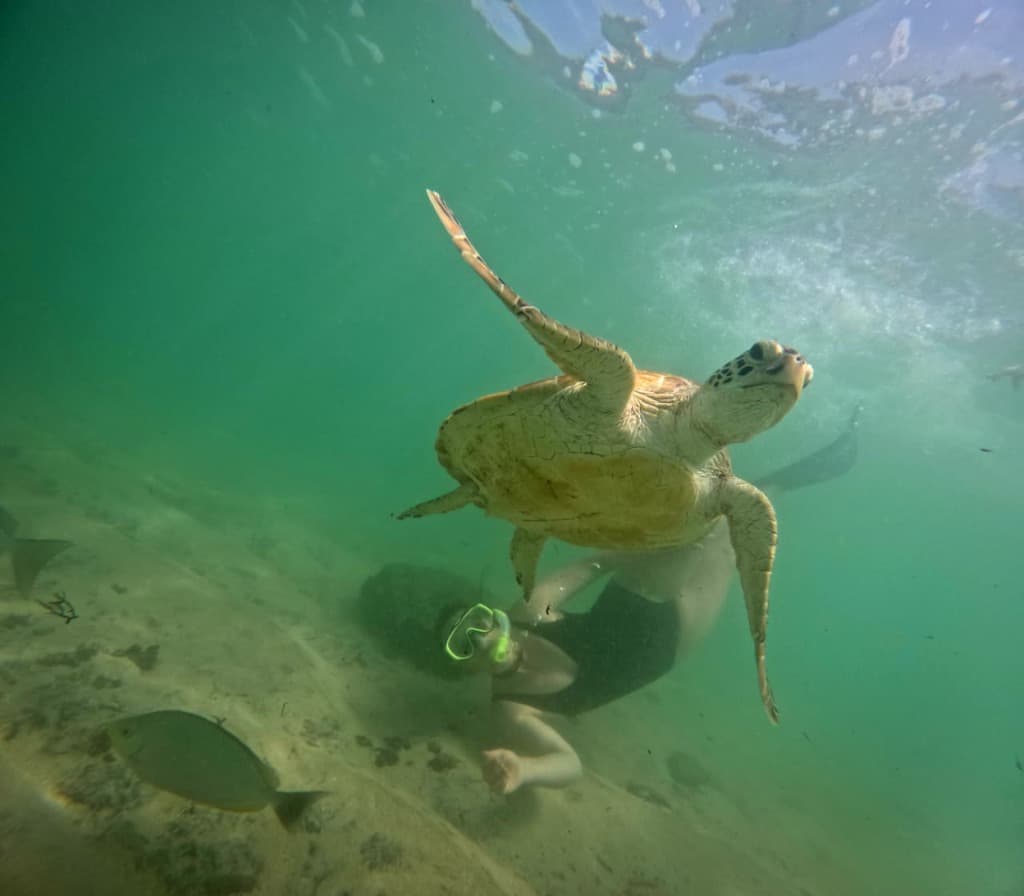 Underwater view of sea turtle close up